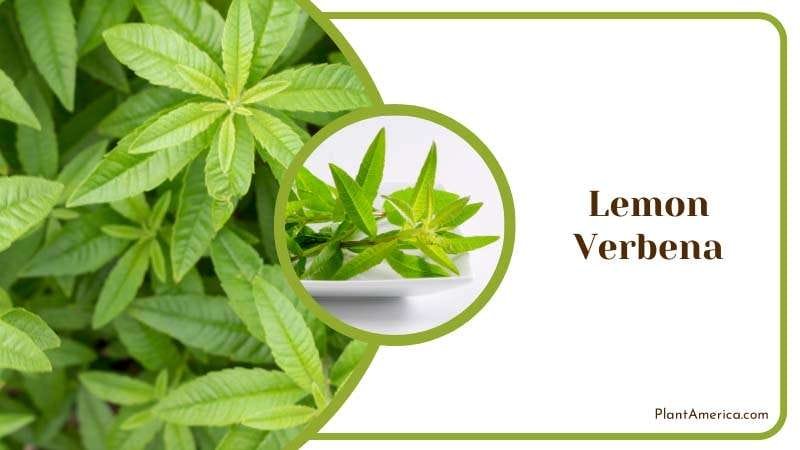 Lemon Verbena effective for repelling spiders PlantAmerica