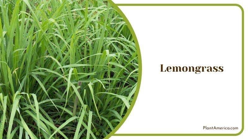Lemongrass PlantAmerica 1