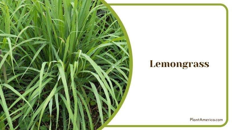 Lemongrass PlantAmerica 2
