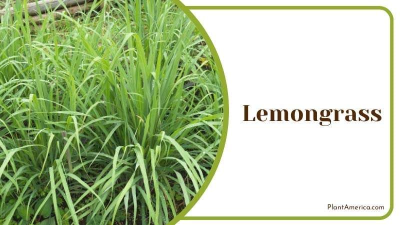 Lemongrass edible herbs squirrels hate PlantAmerica