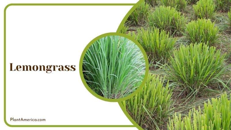 Lemongrass has fresh scent to your outdoor PlantAmerica