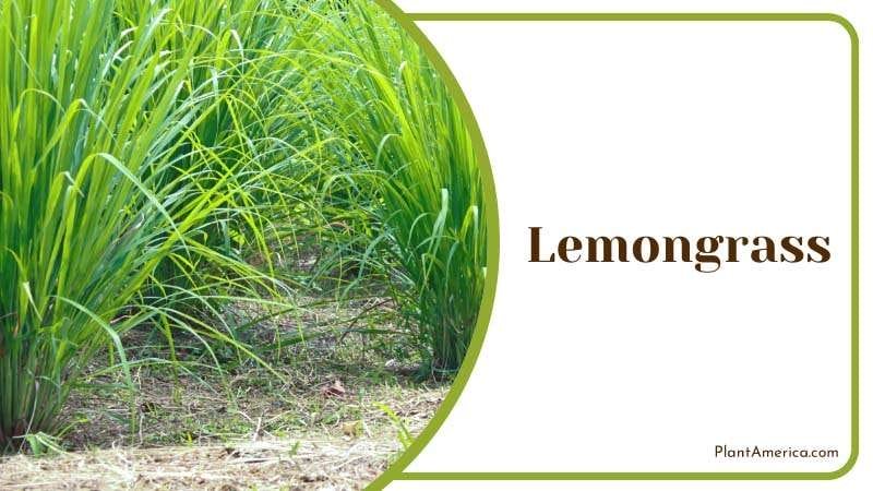 Lemongrass hot climate plant PlantAmerica