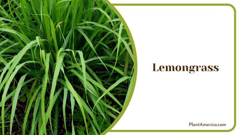 Lemongrass in the Garden Plant America