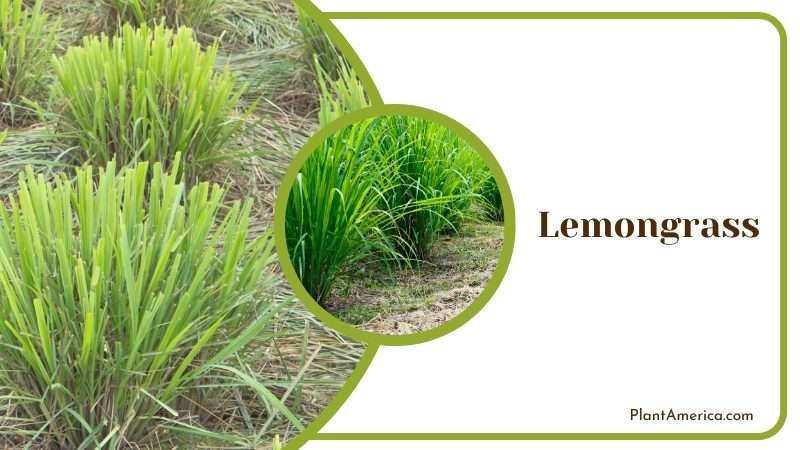 Lemongrass known as citronella grass Plant America