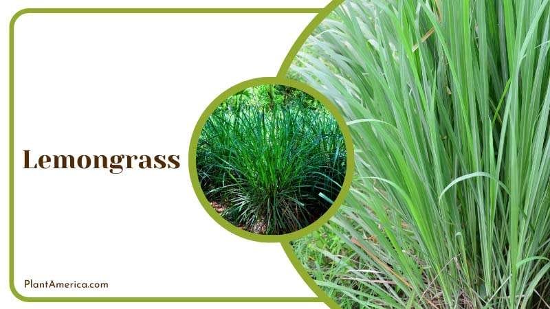 Lemongrass produces a fresh citrusy smell PlantAmerica