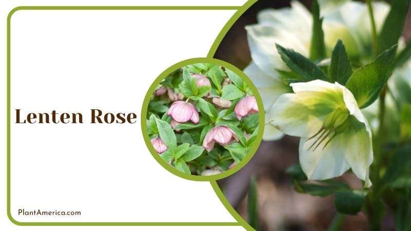 Lenten Rose works for getting rid of voles PlantAmerica