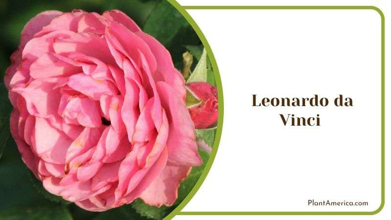 Leonardo da Vinci Plant America