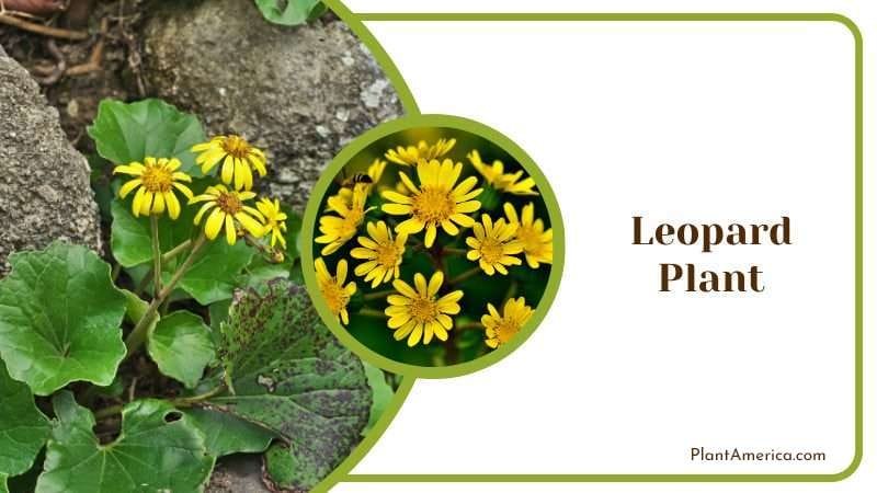 Leopard Plant PlantAmerica Leopard Plant PlantAmerica