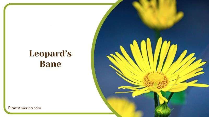 Leopards Bane Plant America