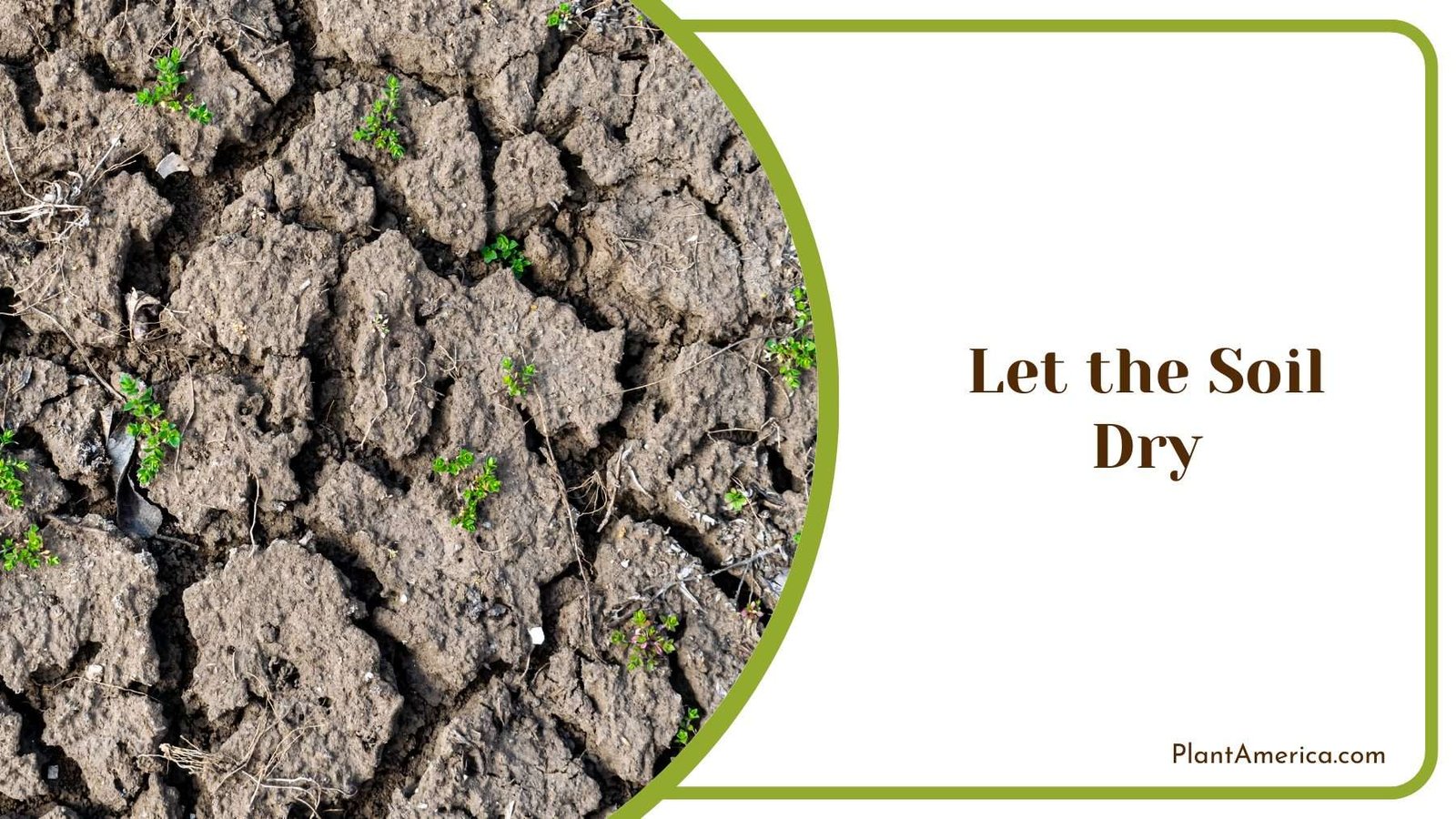 Let the Soil Dry Plant America