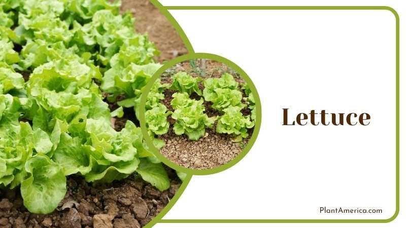 Lettuce Requires moist but not wet soil Plant America Lettuce Requires moist but not wet soil Plant America