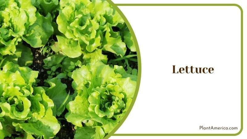 Lettuce in a Yard Plant America