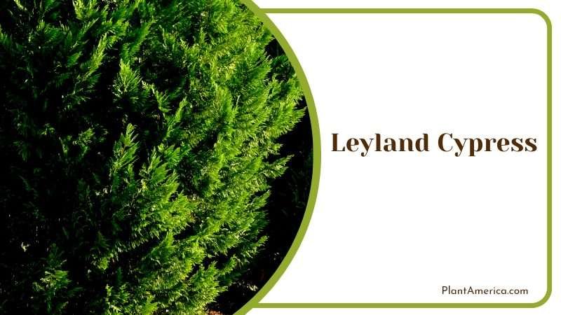 Leyland Cypress Trees Plant America