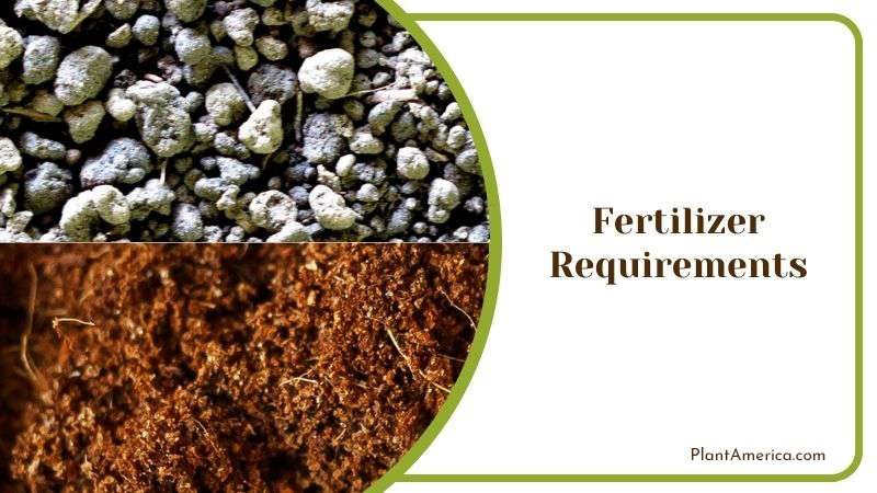 Light Fertilizer for Sunrise Succulent Plant America