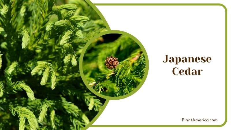 Light Green Leaves of Japanese Cedar PlantAmerica Light Green Leaves of Japanese Cedar PlantAmerica