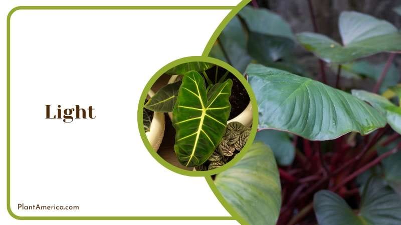 Light Management for Red Emerald PlantAmerica Light Management for Red Emerald PlantAmerica