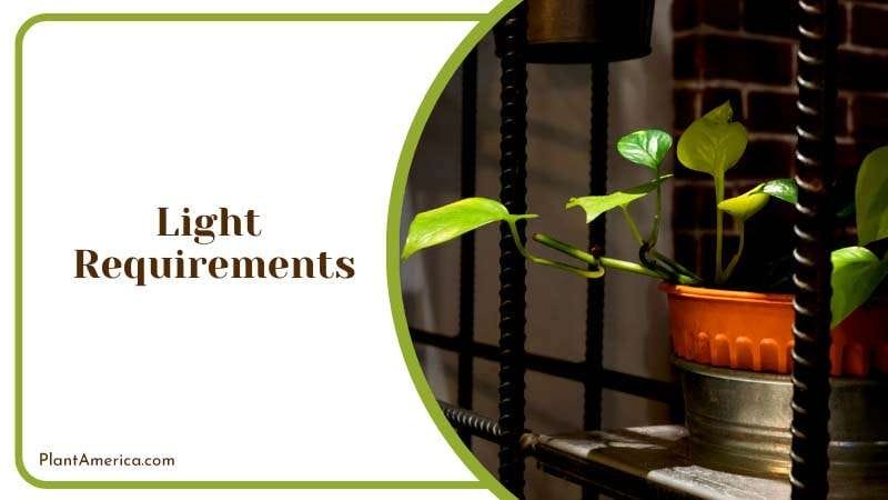 Light Needs of Plants Information Plant America