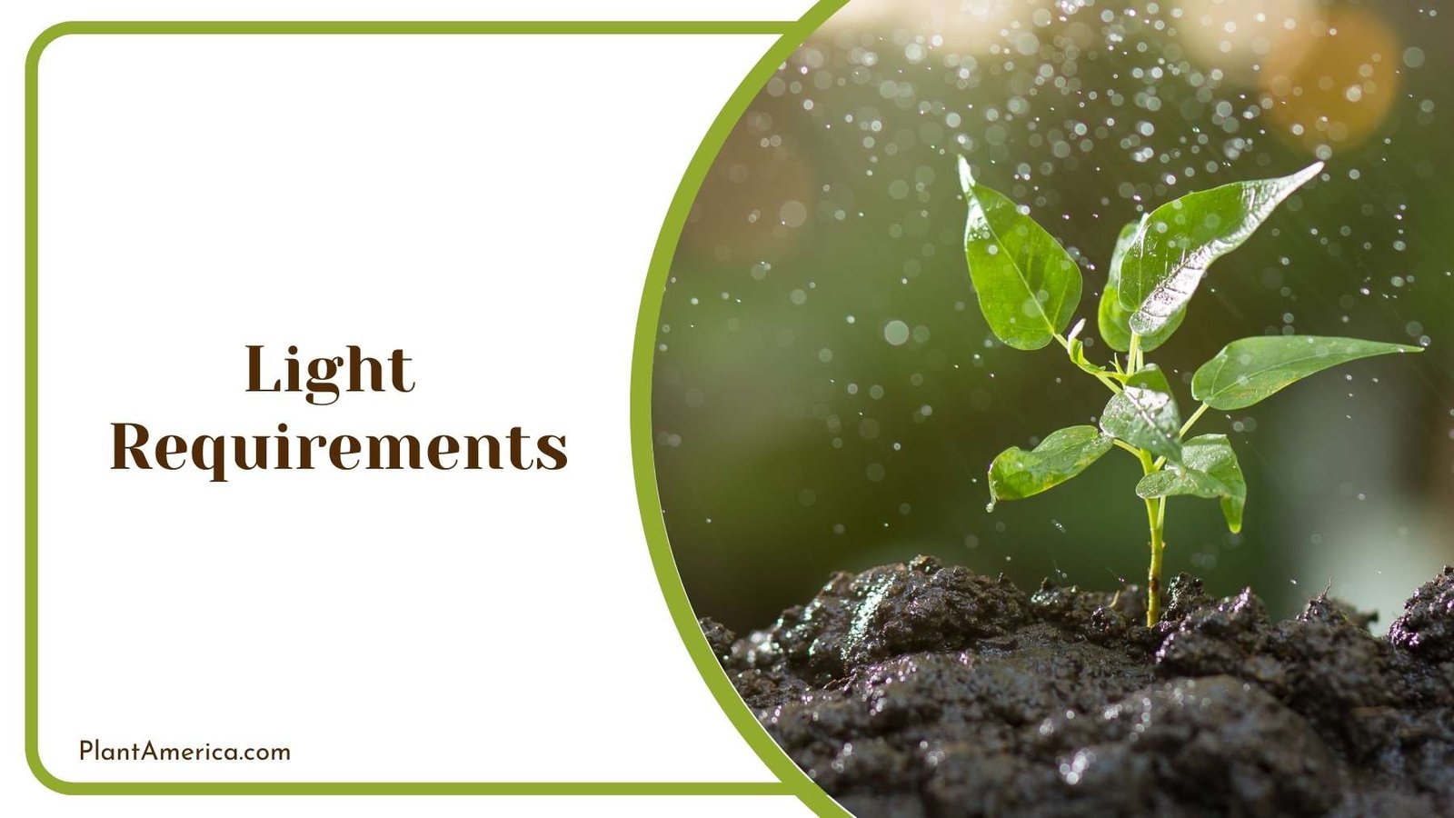 Light On a Tiny Plant Plant America