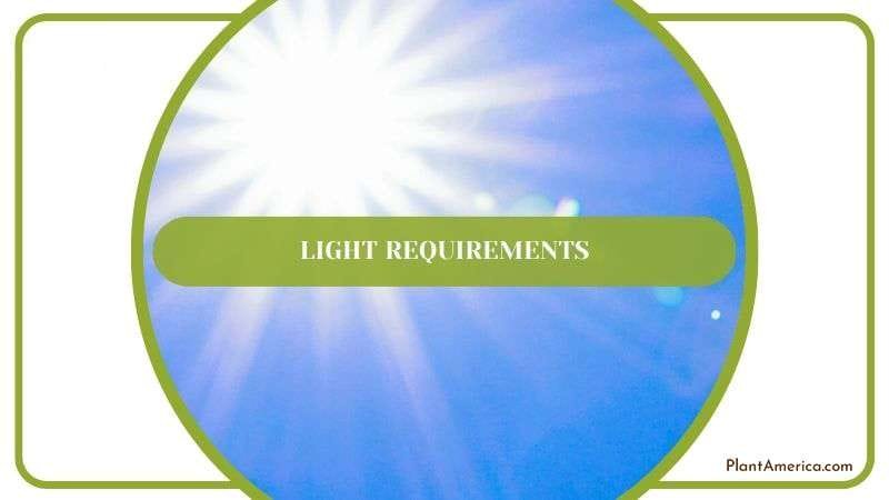 Light Parameters for Philodendron Billietiae Plant America Light Parameters for Philodendron Billietiae Plant America