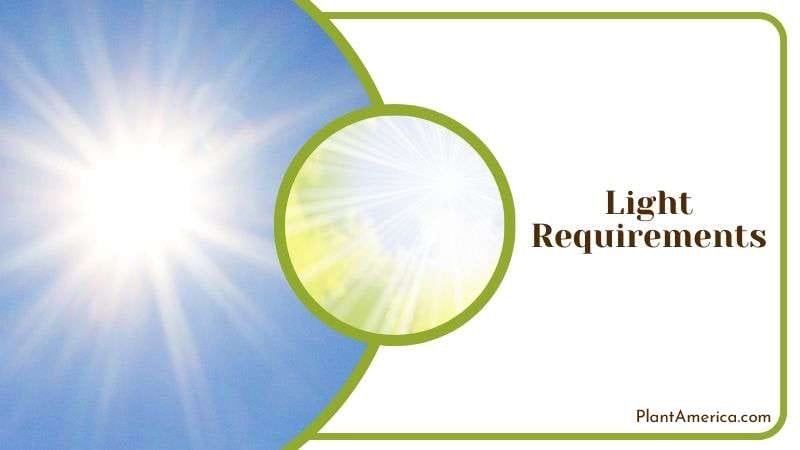 Light Recommendations for Crocodile Plant Plant America