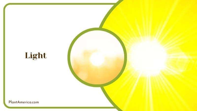 Muhamed Focus on details Image Light