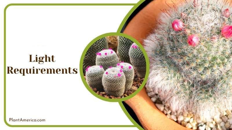 Light Requirements For Mammillaria Hahniana Plant America Light Requirements For Mammillaria Hahniana Plant America