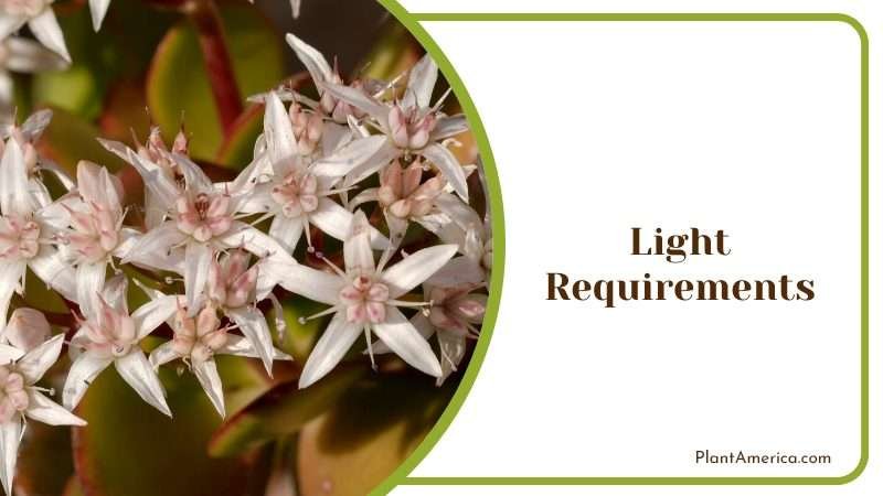 Light Requirements Succulent Plant America