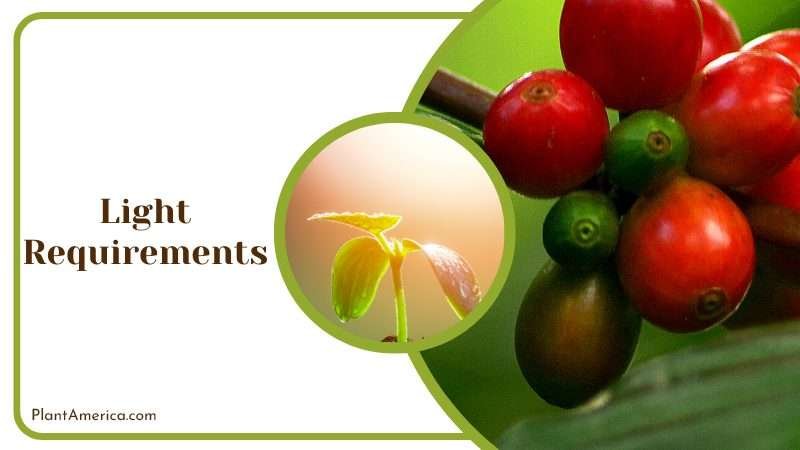 Light Requirements for Coffee Plants Plant America Light Requirements for Coffee Plants Plant America