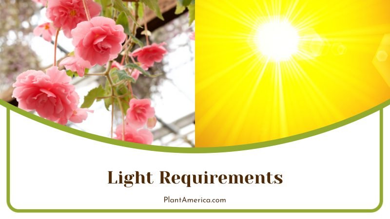 Light Requirements for Conchifolia ~ PlantAmerica