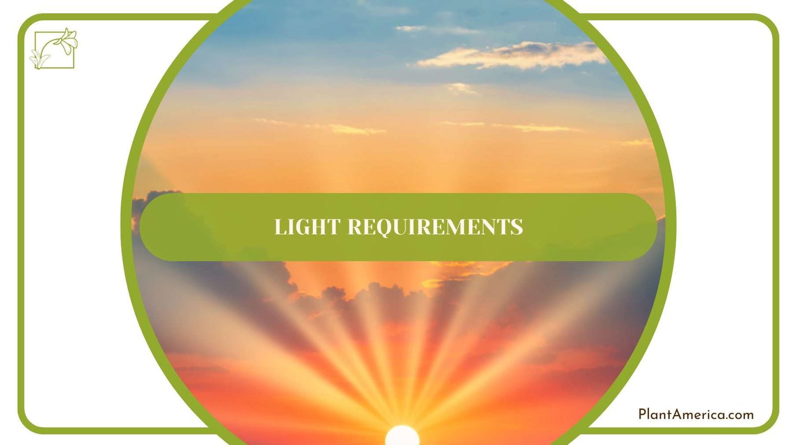 Light Requirements for Ferns PlantAmerica