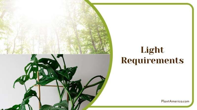 Content Image Plant Profile Sujon Light Requirements for Monst