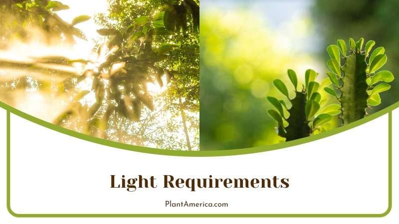 Light Requirements of Euphorbia Plant America