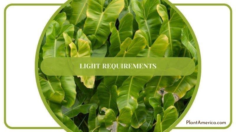 Light Requirements of Silver Stripe PlantAmerica Light Requirements of Silver Stripe PlantAmerica
