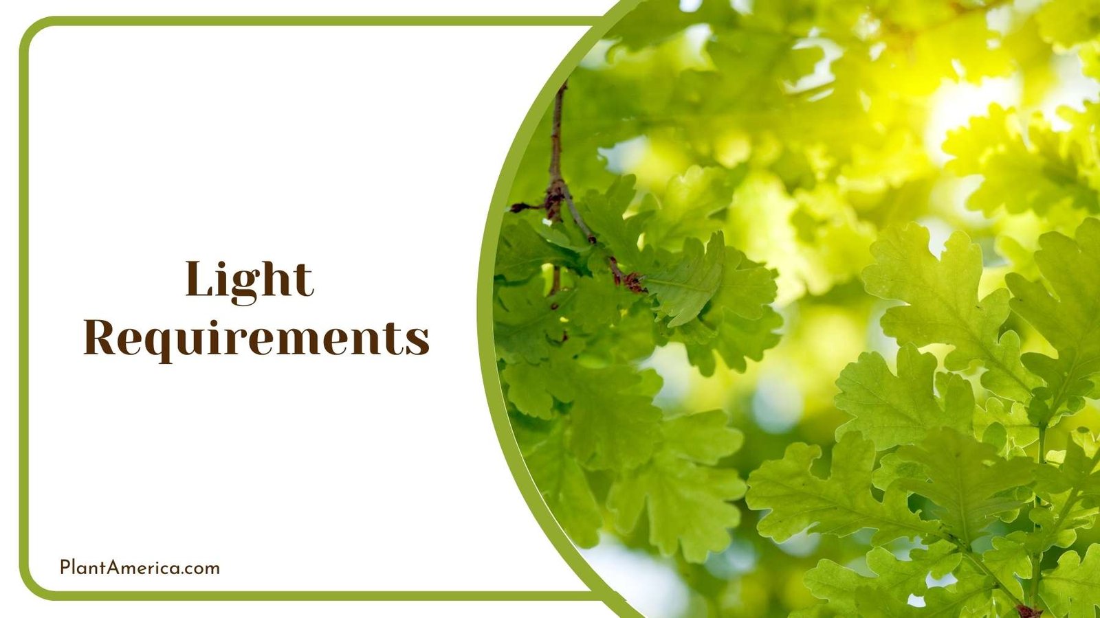 Light Shining Between The Leaves Plant America