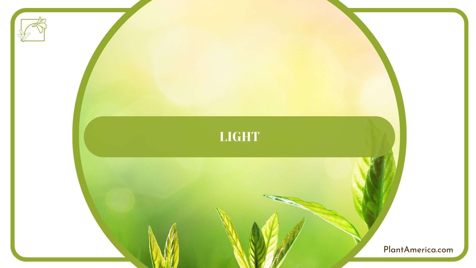 Light for Cryptantha PlantAmerica