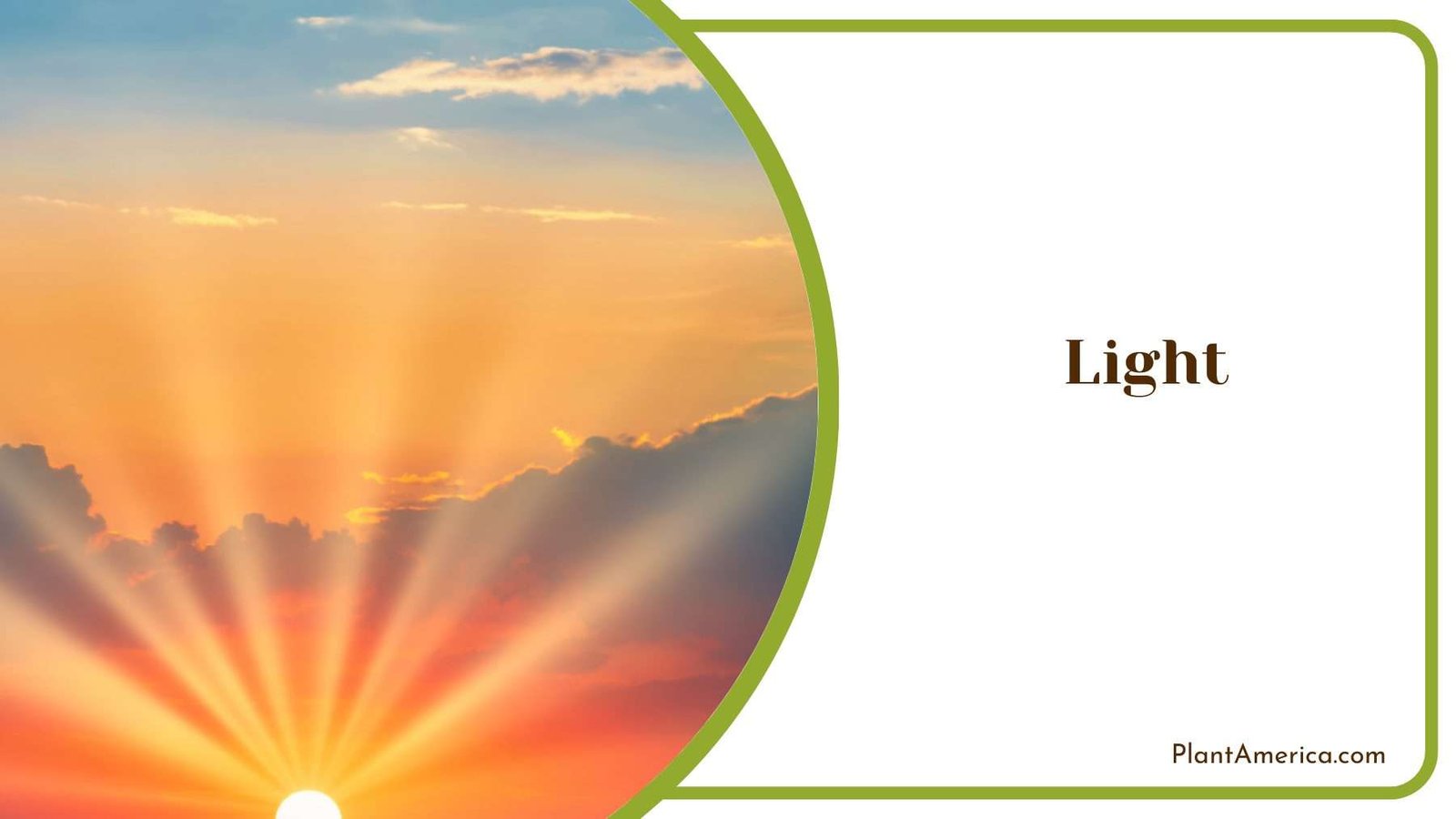 Light for Dowiana Plant America