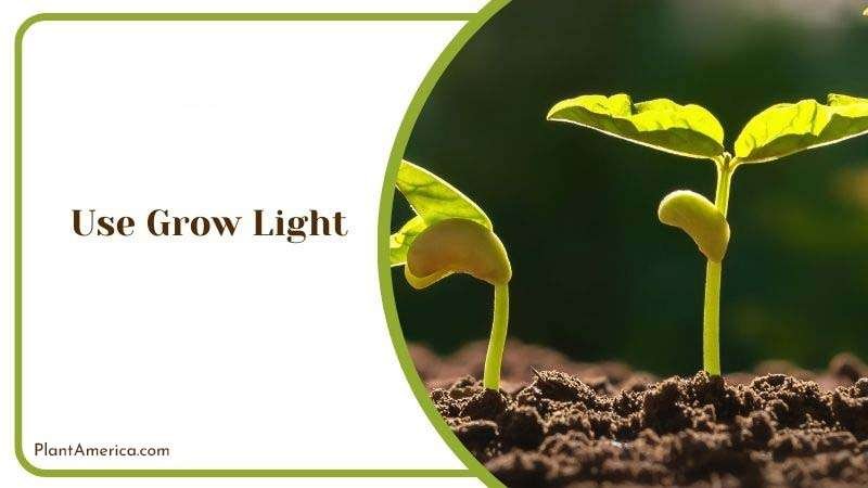 Light for Growing Seedings PlantAmerica Light for Growing Seedings PlantAmerica