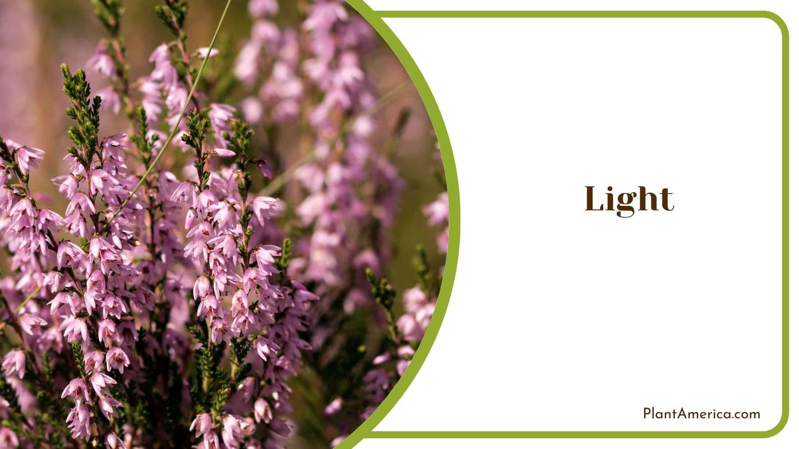 Light for Italian Heather Plant America