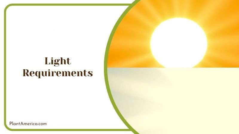 Lighting Conditions for Huernia Zebrina Plant America