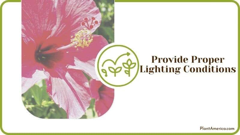 Lighting Conditions for Rose Mallow Plant America