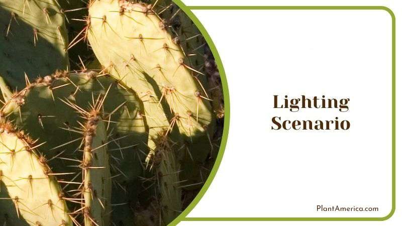 Lighting Scenario Plant America