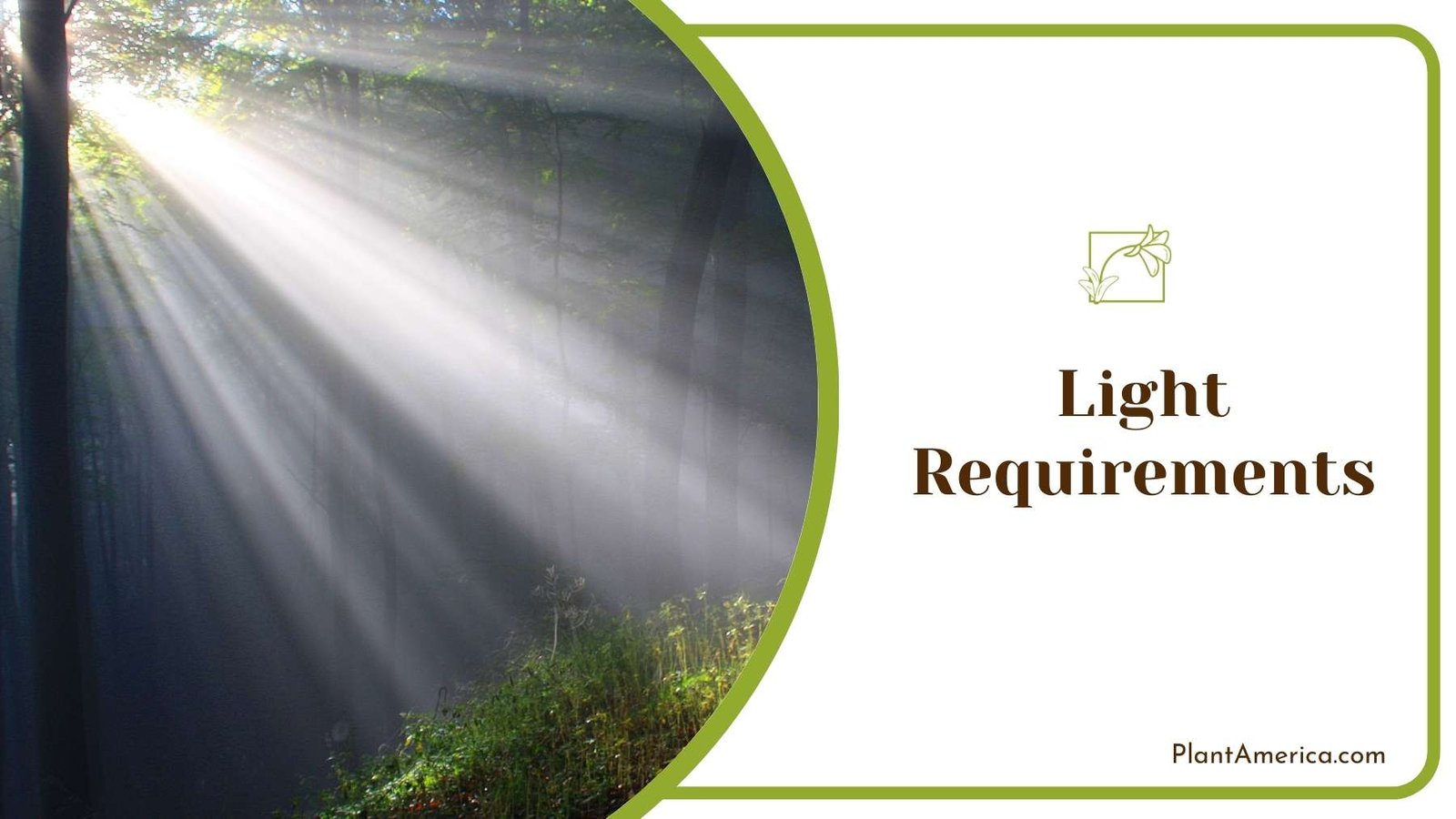 Lights Shine In Jungle ~ Plant America