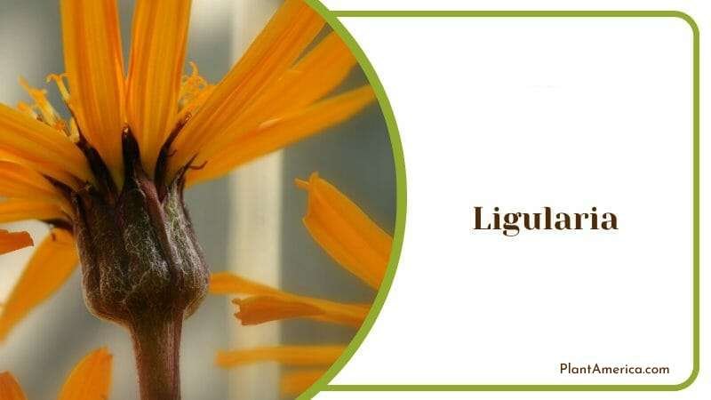 Ligularia and Brown Stem Plant America