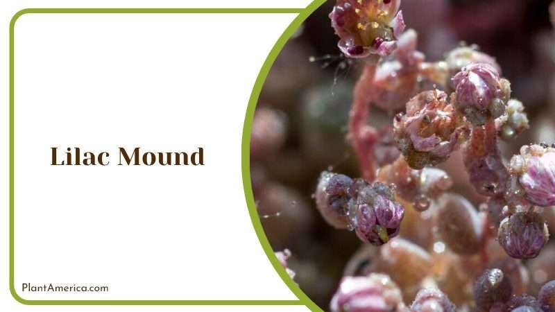 Lilac Mound Growing Outside Plant America Lilac Mound Growing Outside Plant America