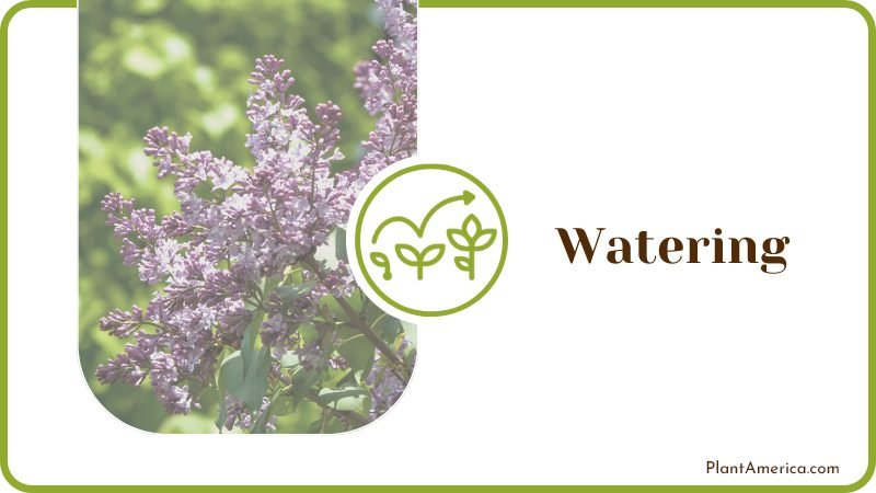 Lilac Plant Watering Plant America