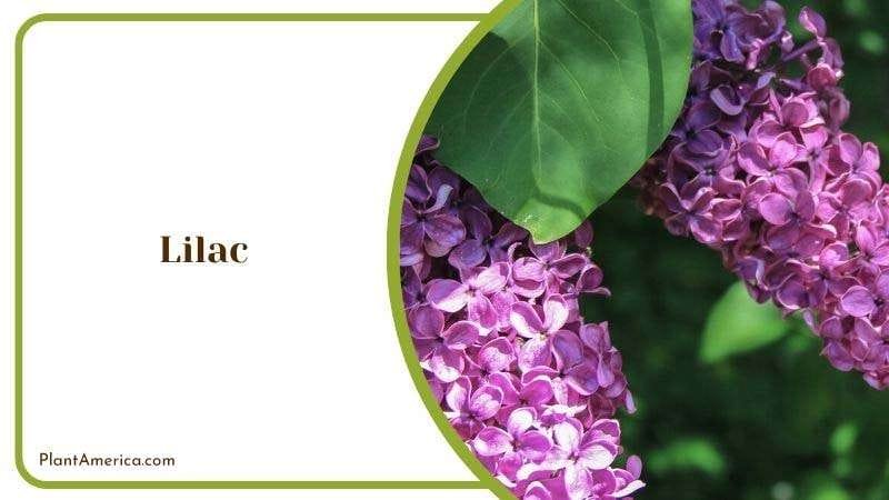 Lilac PlantAmerica Lilac PlantAmerica