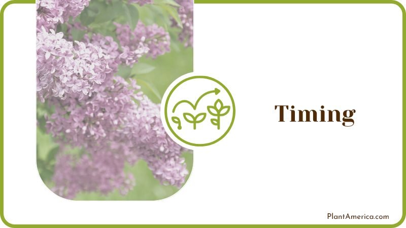 Lilacs Bush Plant Plant America