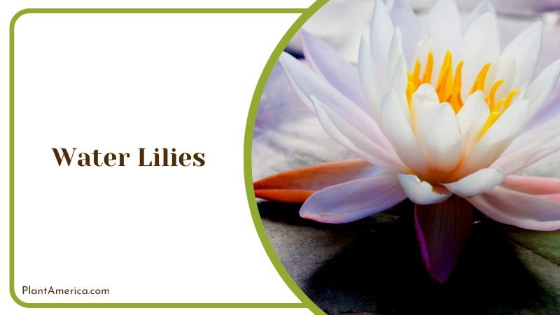 Lily Pads for Clean Water Plant America