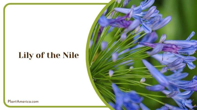 Lily of The Nile Companion Plant