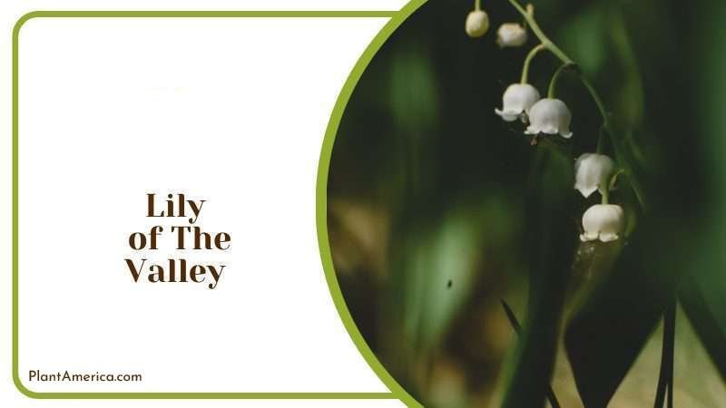 Lily of The Valley White Flowers Plant America